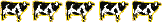 5 cows